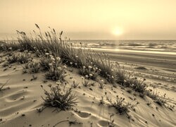 Szary + Sepia