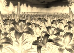 Sepia + Negatyw