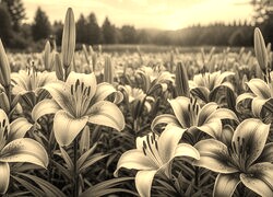 Szary + Sepia