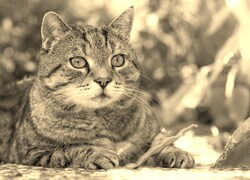 Szary + Sepia