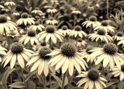 Szary + Sepia