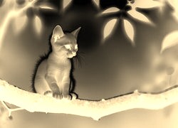Sepia + Negatyw