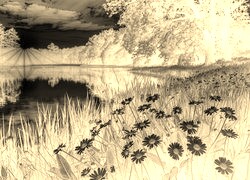 Sepia + Negatyw