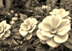 Sepia