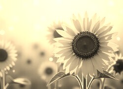 Szary + Sepia