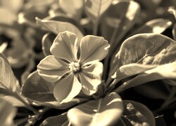 Szary + Sepia