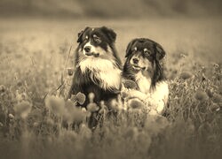 Szary + Sepia