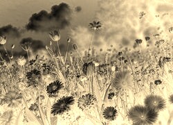 Sepia + Negatyw