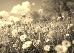 Szary + Sepia