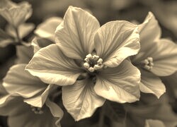 Szary + Sepia