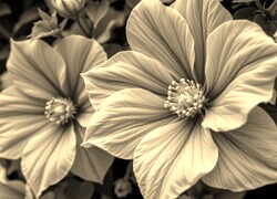 Szary + Sepia