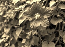 Sepia