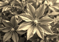 Szary + Sepia