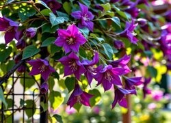 Oryginalny obrazek