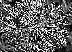 Skamielina