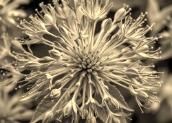 Szary + Sepia