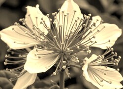 Szary + Sepia