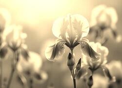 Szary + Sepia
