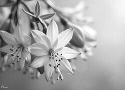 Szary