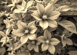 Szary + Sepia
