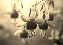 Szary + Sepia