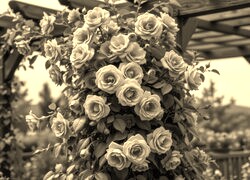 Sepia