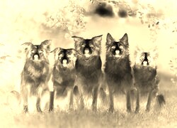 Sepia + Negatyw