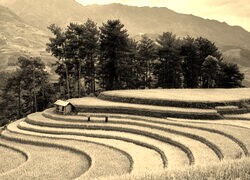 Szary + Sepia