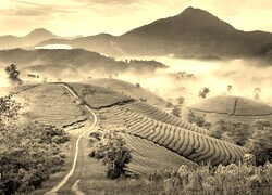 Szary + Sepia