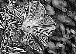 Skamielina