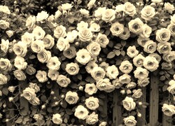 Szary + Sepia