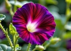 Oryginalny obrazek