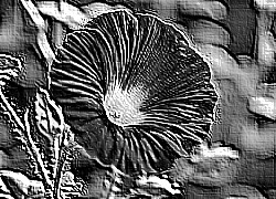 Skamielina