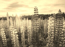 Szary + Sepia