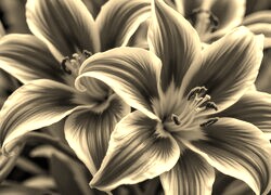 Szary + Sepia