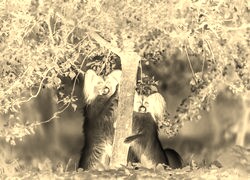 Sepia + Negatyw