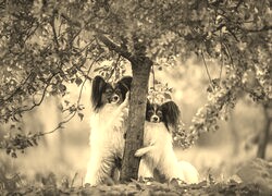 Szary + Sepia