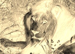 Sepia + Negatyw