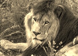 Szary + Sepia