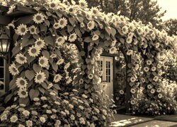 Szary + Sepia