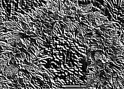 Skamielina