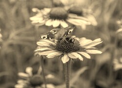 Szary + Sepia