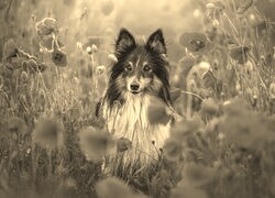 Szary + Sepia