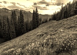 Sepia