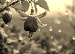 Szary + Sepia