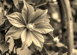 Szary + Sepia