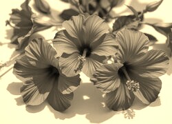 Szary + Sepia