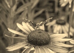 Szary + Sepia