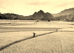 Sepia