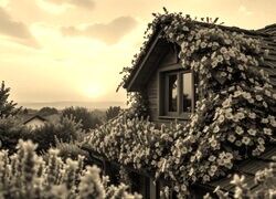 Szary + Sepia